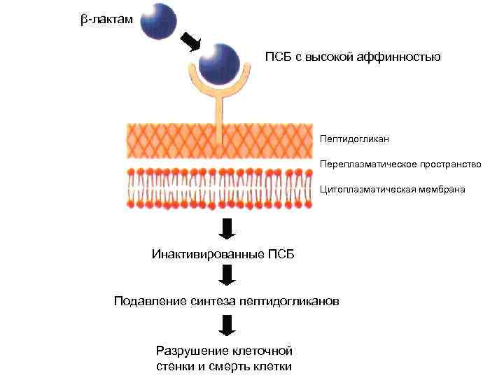 Разрушение клеточной стенки бактерий створаживание. Цитоплазматическая мембрана микробиология. Пептидогликан клеточной стенки. Слияние мембран клеток. Ингибиторы синтеза и функций цитоплазматической мембраны.