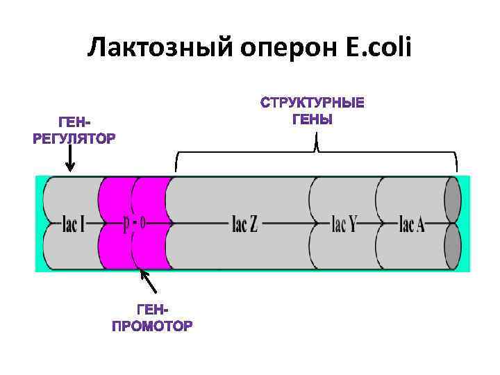 Схема строения оперона