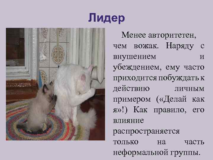 Лидер Менее авторитетен, чем вожак. Наряду с внушением и убеждением, ему часто приходится побуждать