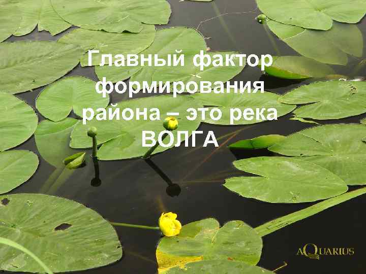 Главный фактор формирования района – это река ВОЛГА 