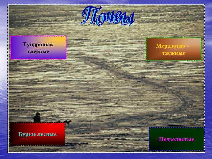 Тундровые глеевые Бурые лесные Мерзлотно – таежные Подзолистые 