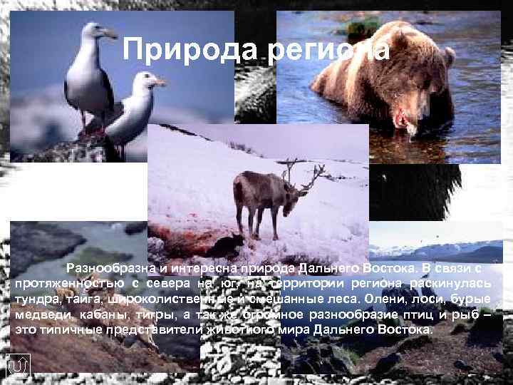 Природа региона Разнообразна и интересна природа Дальнего Востока. В связи с протяженностью с севера