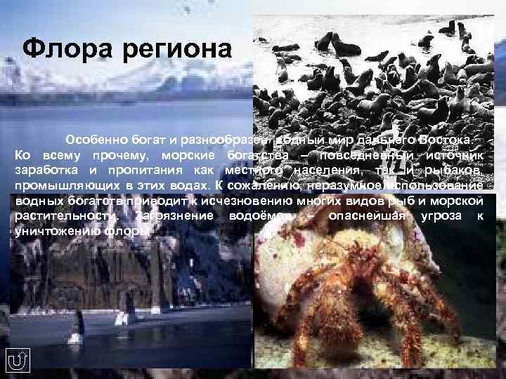 Флора региона Особенно богат и разнообразен водный мир дальнего Востока. Ко всему прочему, морские