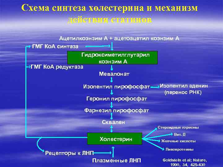 Схема синтеза холестерина и механизм действия статинов Ацетилкоэнзим А + ацетоацетил коэнзим А ГМГ