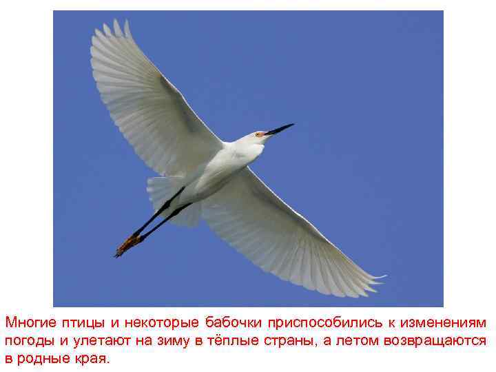 Многие птицы и некоторые бабочки приспособились к изменениям погоды и улетают на зиму в
