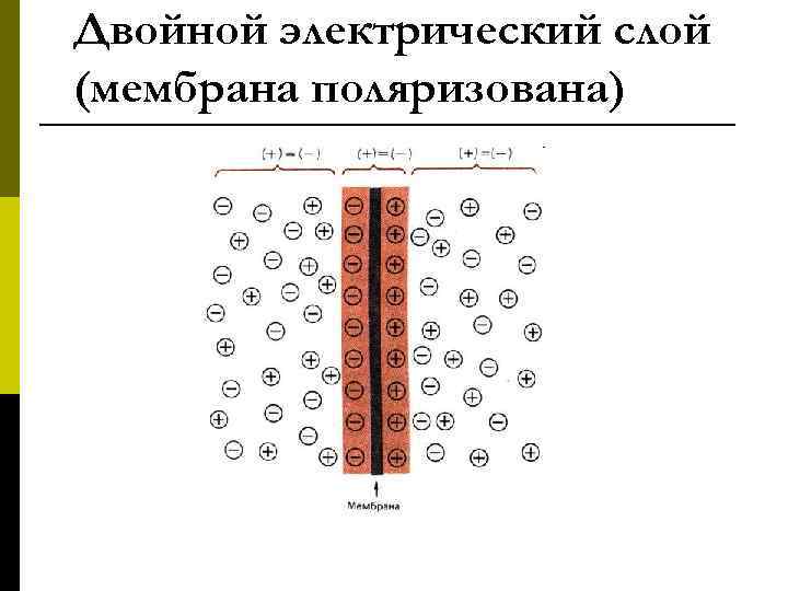 Двойной электрический слой (мембрана поляризована) 