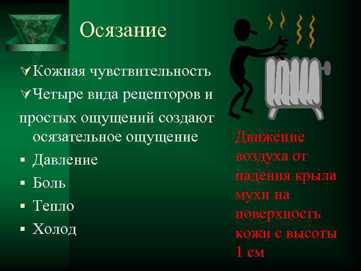 Осязание Ú Кожная чувствительность Ú Четыре вида рецепторов и простых ощущений создают осязательное ощущение