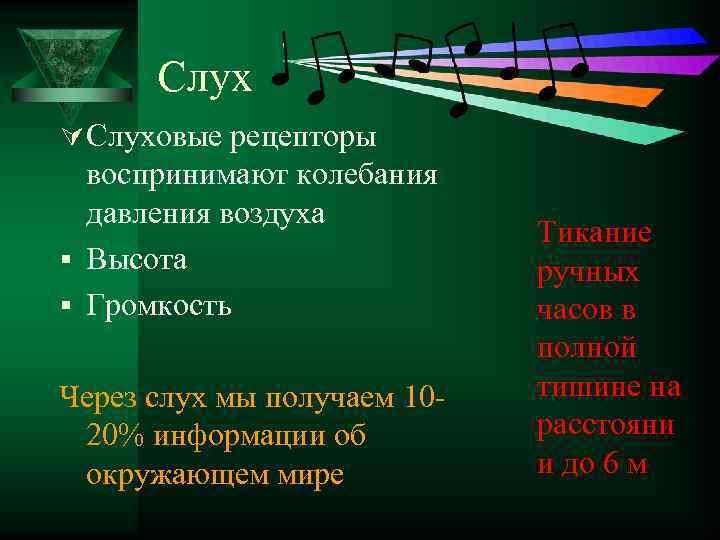 Слух Ú Слуховые рецепторы воспринимают колебания давления воздуха § Высота § Громкость Через слух