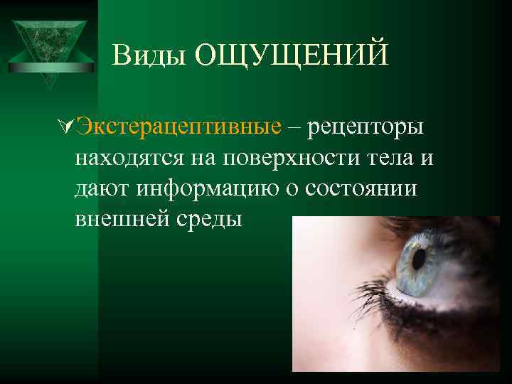 Виды ОЩУЩЕНИЙ ÚЭкстерацептивные – рецепторы находятся на поверхности тела и дают информацию о состоянии