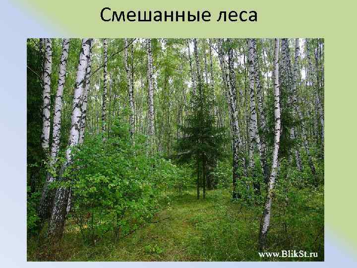 Смешанные леса 