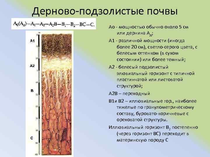 Дерново подзолистые почвы Aо мощностью обычно около 5 см или дернина Ад; А 1