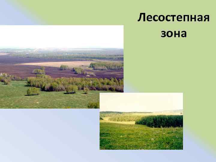 Лесостепная зона 