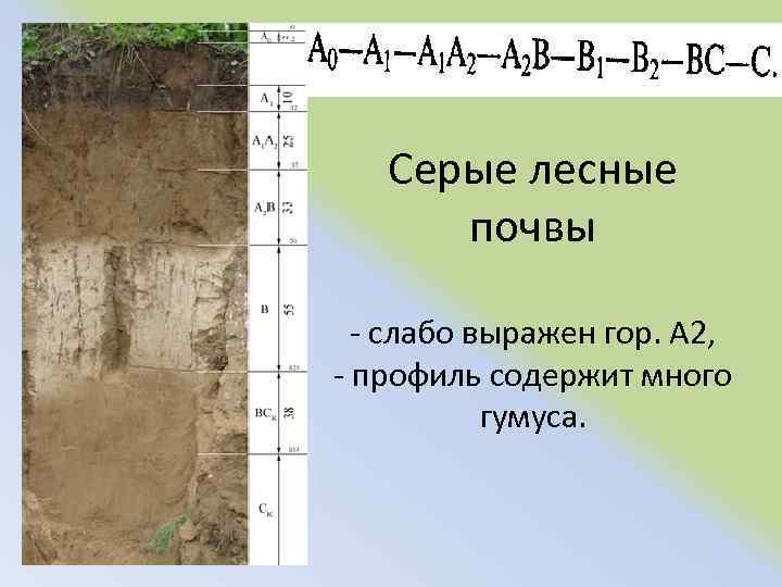 Серые лесные почвы слабо выражен гор. А 2, профиль содержит много гумуса. 