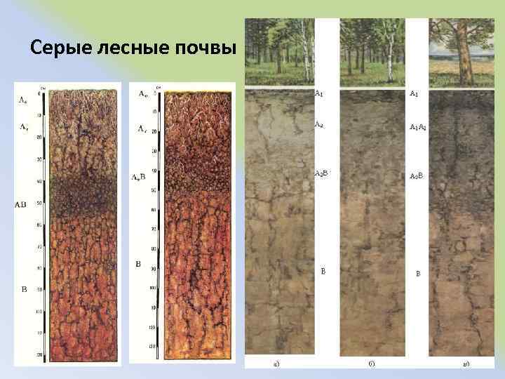Серые лесные почвы 