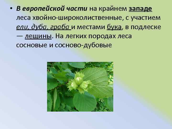  • В европейской части на крайнем западе леса хвойно широколиственные, с участием ели,