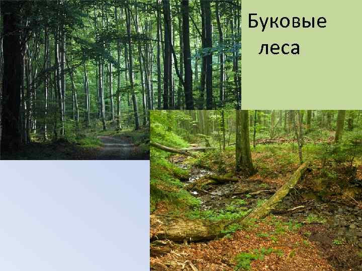 Буковые леса 