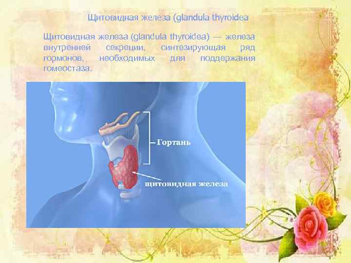 Щитовидная железа (glandula thyroidea) — железа внутренней секреции, синтезирующая ряд гормонов, необходимых для поддержания