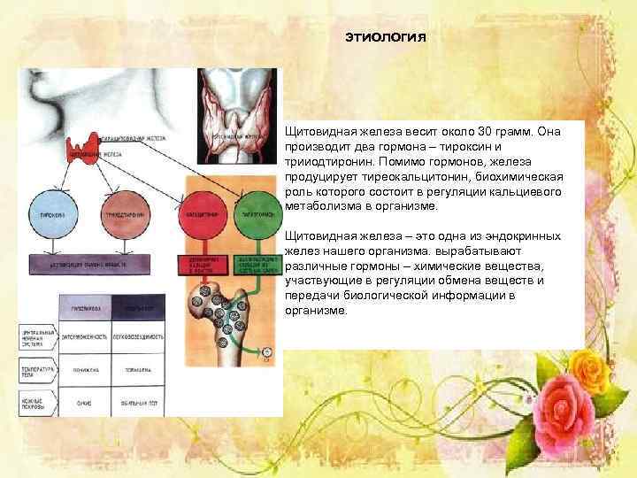 этиология Щитовидная железа весит около 30 грамм. Она производит два гормона – тироксин и