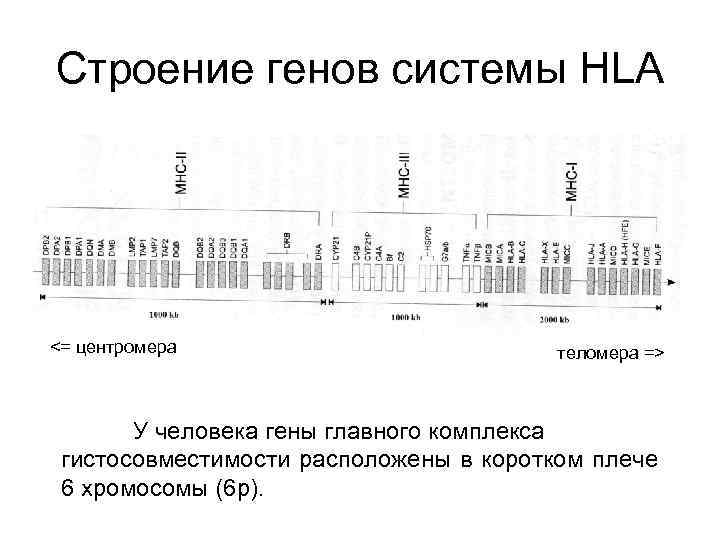 Строение генов системы HLA <= центромера теломера => У человека гены главного комплекса гистосовместимости