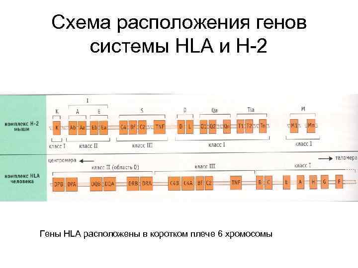  Схема расположения генов системы HLA и H-2 Гены HLA расположены в коротком плече