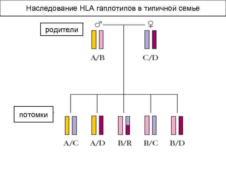  Наследование HLA гаплотипов в типичной семье родители потомки 