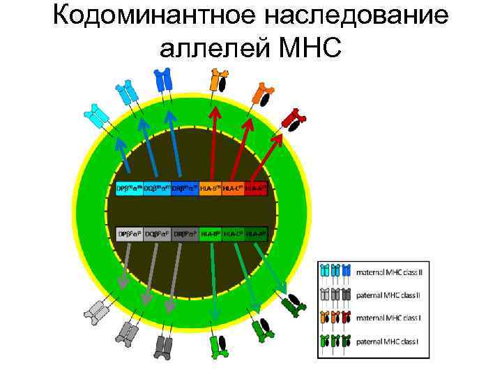 Кодоминантное наследование аллелей МНС 