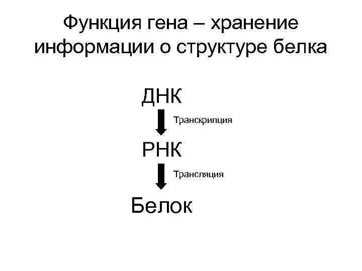  Функция гена – хранение информации о структуре белка ДНК Транскрипция РНК Трансляция Белок