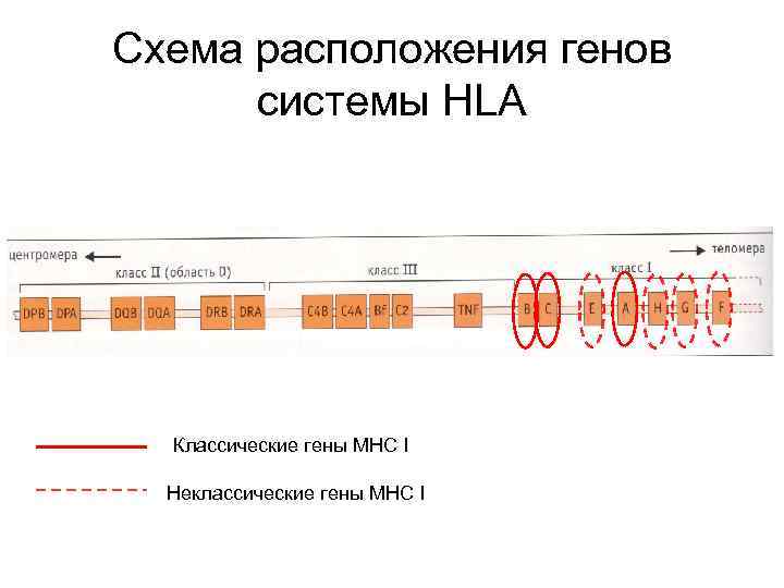 Схема расположения генов системы HLA Классические гены MHC I Неклассические гены MHC I 