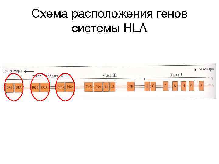 Схема расположения генов системы HLA 