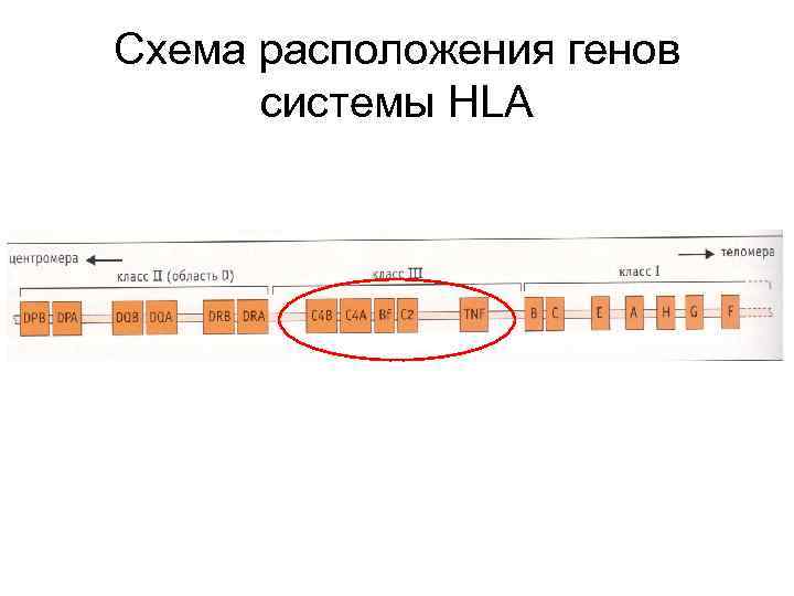 Схема расположения генов системы HLA 