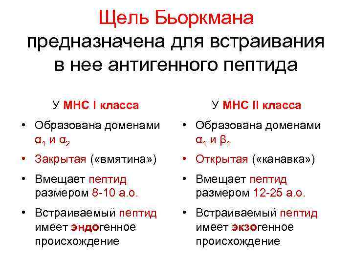  Щель Бьоркмана предназначена для встраивания в нее антигенного пептида У MHC I класса