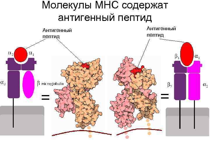 Молекулы MHC содержат антигенный пептид Антигенный пептид = = 