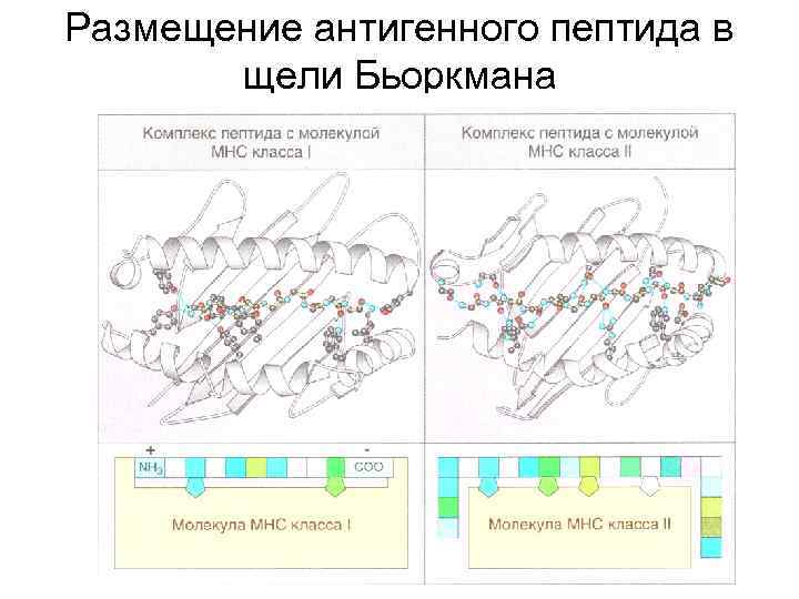 Размещение антигенного пептида в щели Бьоркмана 