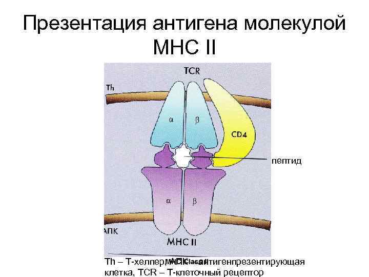 Презентация антигена молекулой MHC II = пептид Th – T-хелпер, АПК – антигенпрезентирующая клетка,