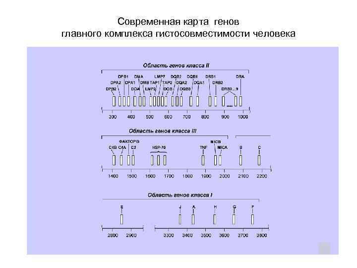  Современная карта генов главного комплекса гистосовместимости человека 