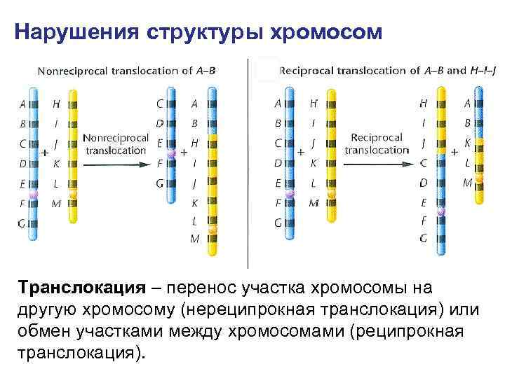 Нарушения структуры хромосом Транслокация – перенос участка хромосомы на другую хромосому (нереципрокная транслокация) или