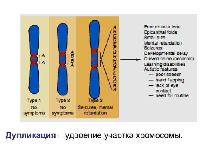 Дупликация – удвоение участка хромосомы. 