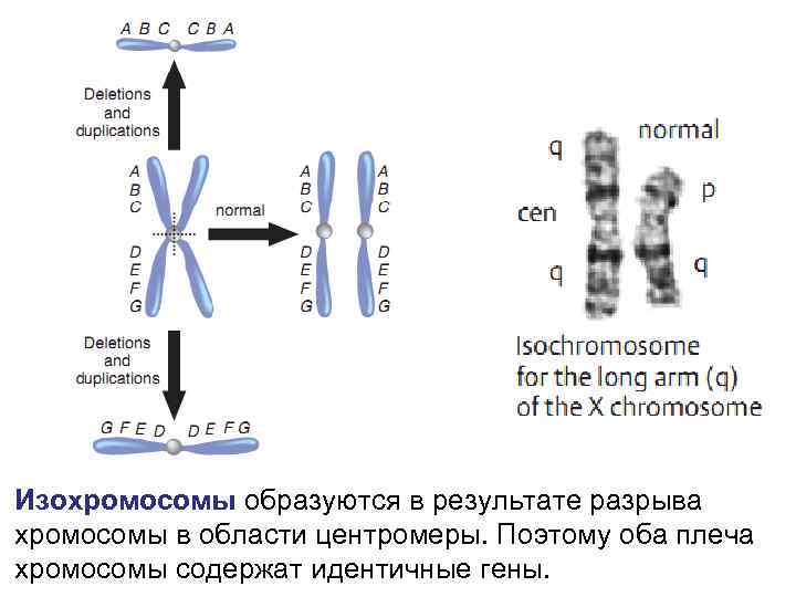 Изохромосомы образуются в результате разрыва хромосомы в области центромеры. Поэтому оба плеча хромосомы содержат