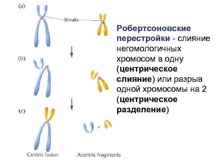 Робертсоновские перестройки - слияние негомологичных хромосом в одну (центрическое слияние) или разрыв одной хромосомы