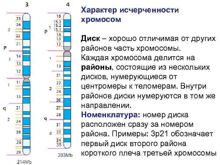 Характер исчерченности хромосом Диск – хорошо отличимая от других районов часть хромосомы. Каждая хромосома