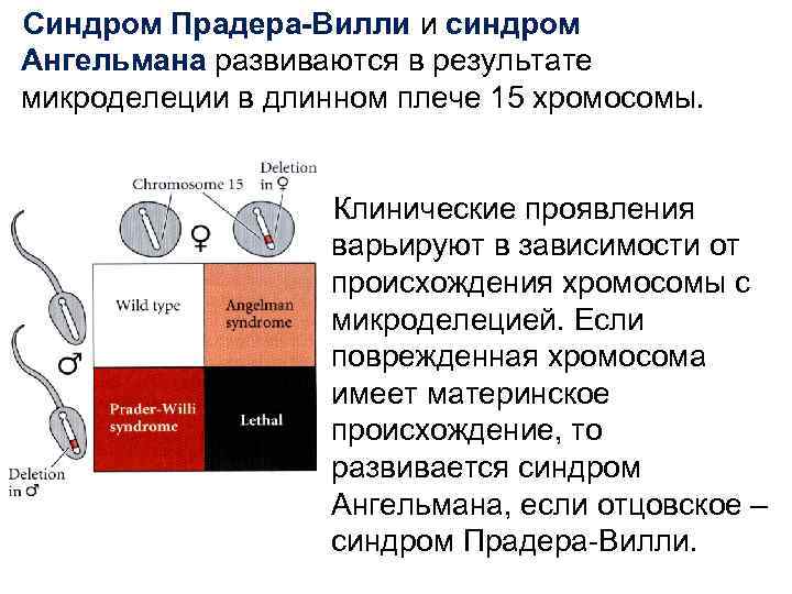 Синдром Прадера-Вилли и синдром Ангельмана развиваются в результате микроделеции в длинном плече 15 хромосомы.
