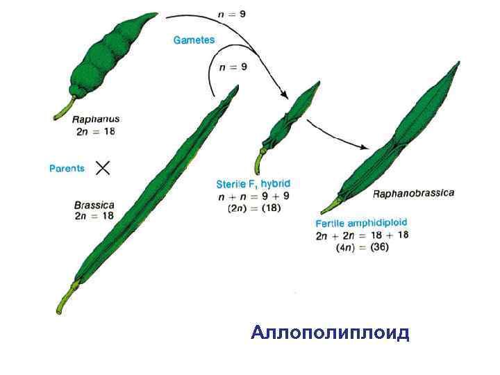 Aллополиплоид 