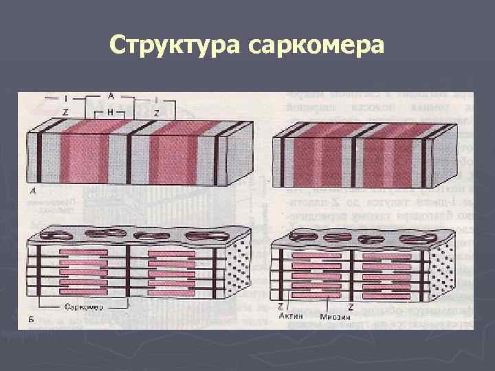 Структура саркомера 