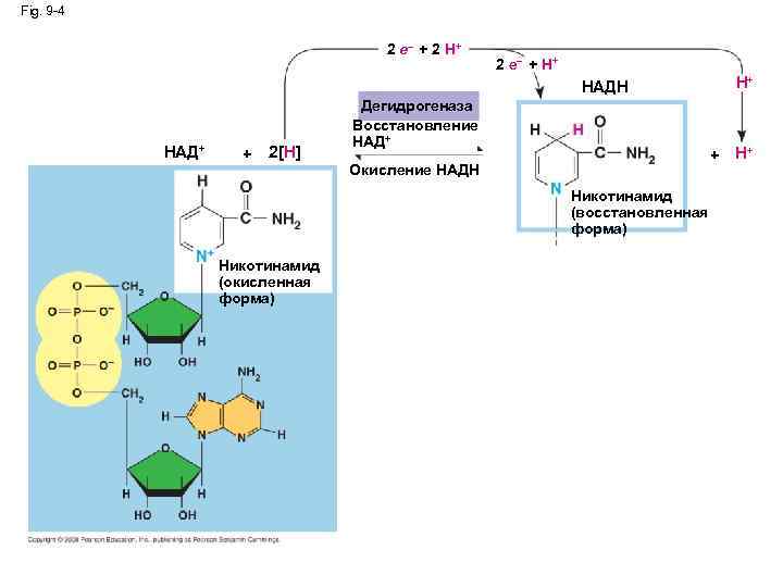 Fig. 9 -4 2 e– + 2 H+ 2 e– + H+ НАДH НАД+