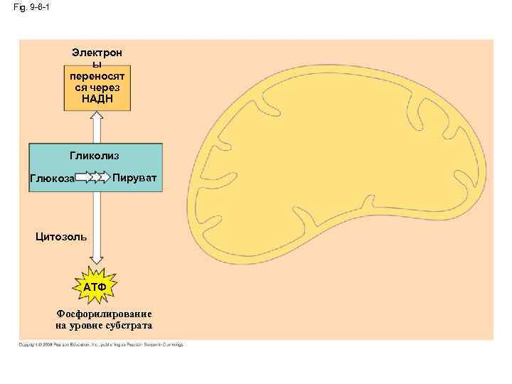 Fig. 9 -6 -1 Электрон ы переносят ся через НАДН Гликолиз Пируват Глюкоза Цитозоль