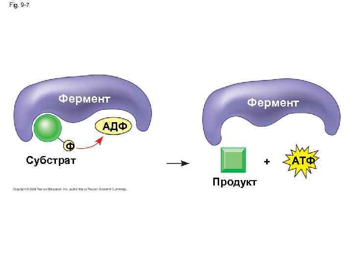Fig. 9 -7 Фермент AДФ Ф Субстрат + Продукт ATФ 