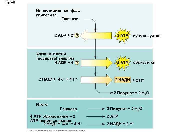 Fig. 9 -8 Инвестиционная фаза гликолиза Глюкоза 2 ADP + 2 P 2 ATP