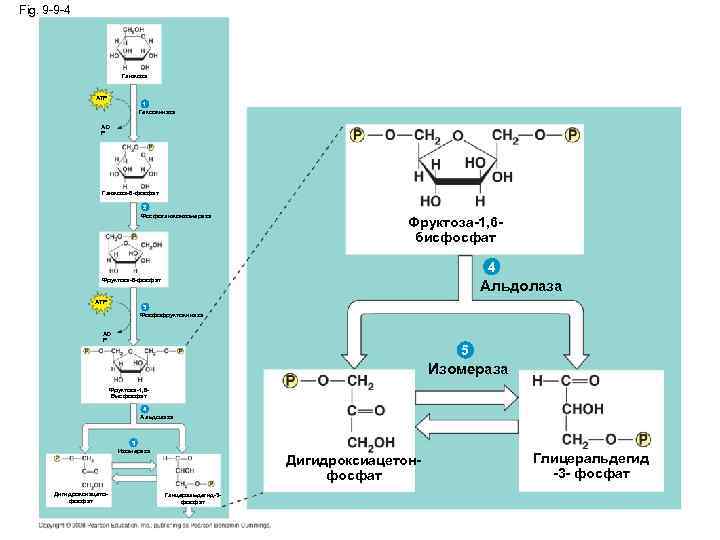 Fig. 9 -9 -4 Глюкоза ATP 1 Гексокиназа AD P Глюкоза-6 -фосфат 2 Фосфоглюкоизомераза
