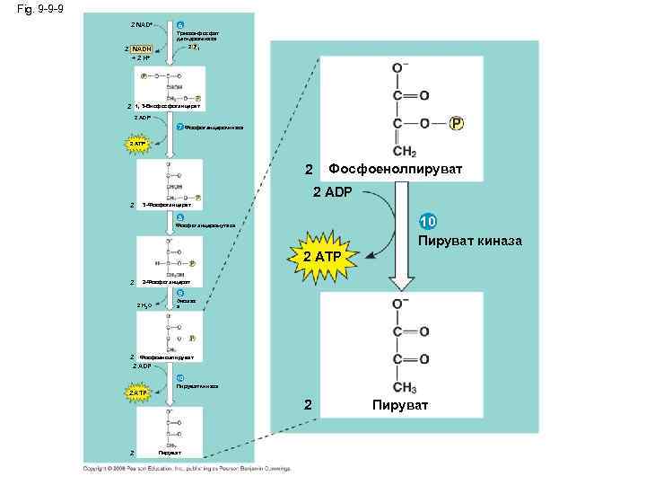 Fig. 9 -9 -9 2 NAD+ 2 NADH + 2 H+ 6 Триоза-фосфат дегидрогеназа