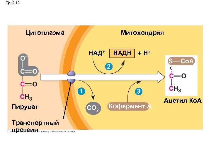 Fig. 9 -10 Цитоплазма Митохондрия НАД+ НАДН + H+ 2 1 Пируват Транспортный протеин